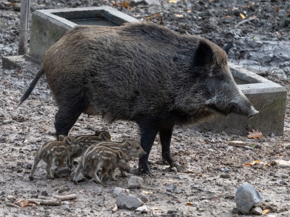 Wildschwein-Frischlinge im Herbst 2020 Wildschwein-Frischlinge im Herbst 2020