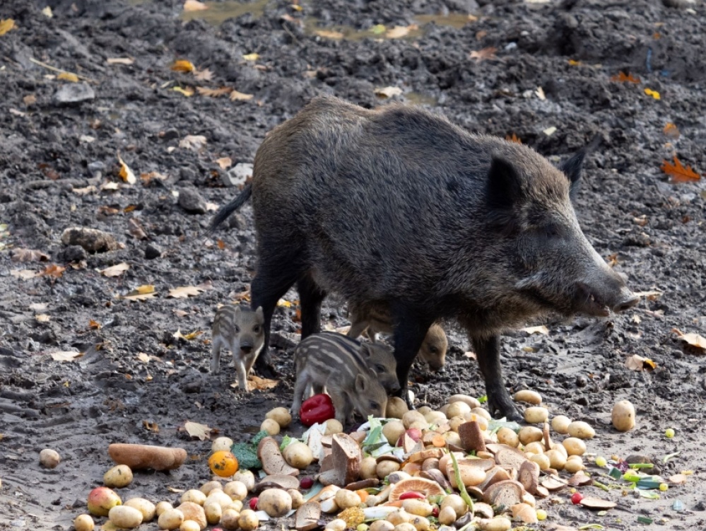 Wildschwein-Frischlinge im Herbst 2020 Wildschwein-Frischlinge im Herbst 2020