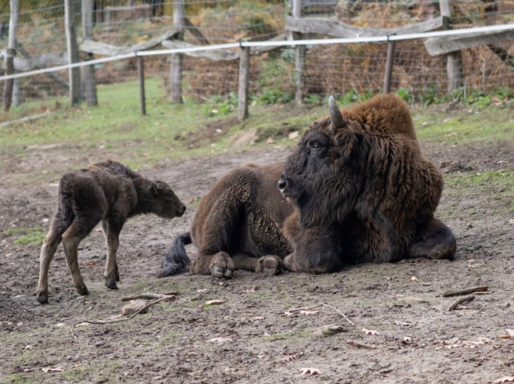 Wisentkalb, geboren am 28. Oktober 2020 Wisentkalb, geboren am 28. Oktober 2020