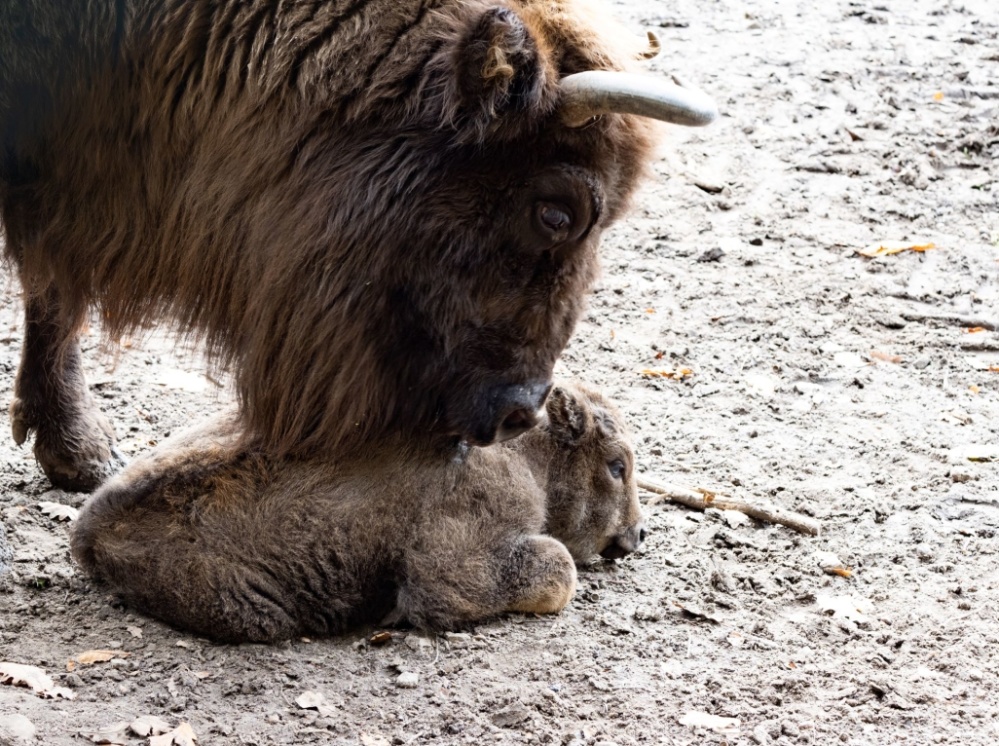 Wisentkalb, geboren am 28. Oktober 2020 Wisentkalb, geboren am 28. Oktober 2020