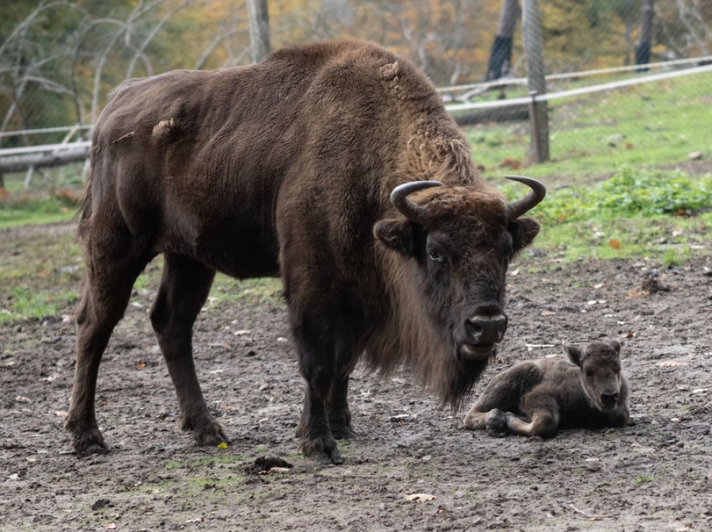 Wisentkalb, geboren am 28. Oktober 2020 Wisentkalb, geboren am 28. Oktober 2020