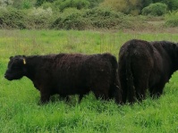 Die Gallowayrinder bei ihrer Ankunft auf den St. Arnualer Wiesen am 15. Mai 2021 Die Gallowayrinder bei ihrer Ankunft auf den St. Arnualer Wiesen am 15. Mai 2021