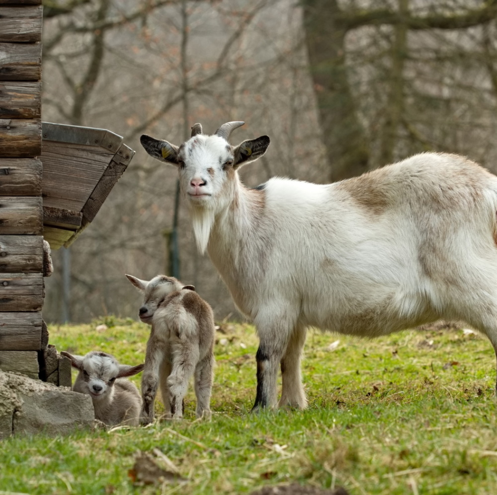 Ziege mit Nachwuchs Ziege mit Nachwuchs