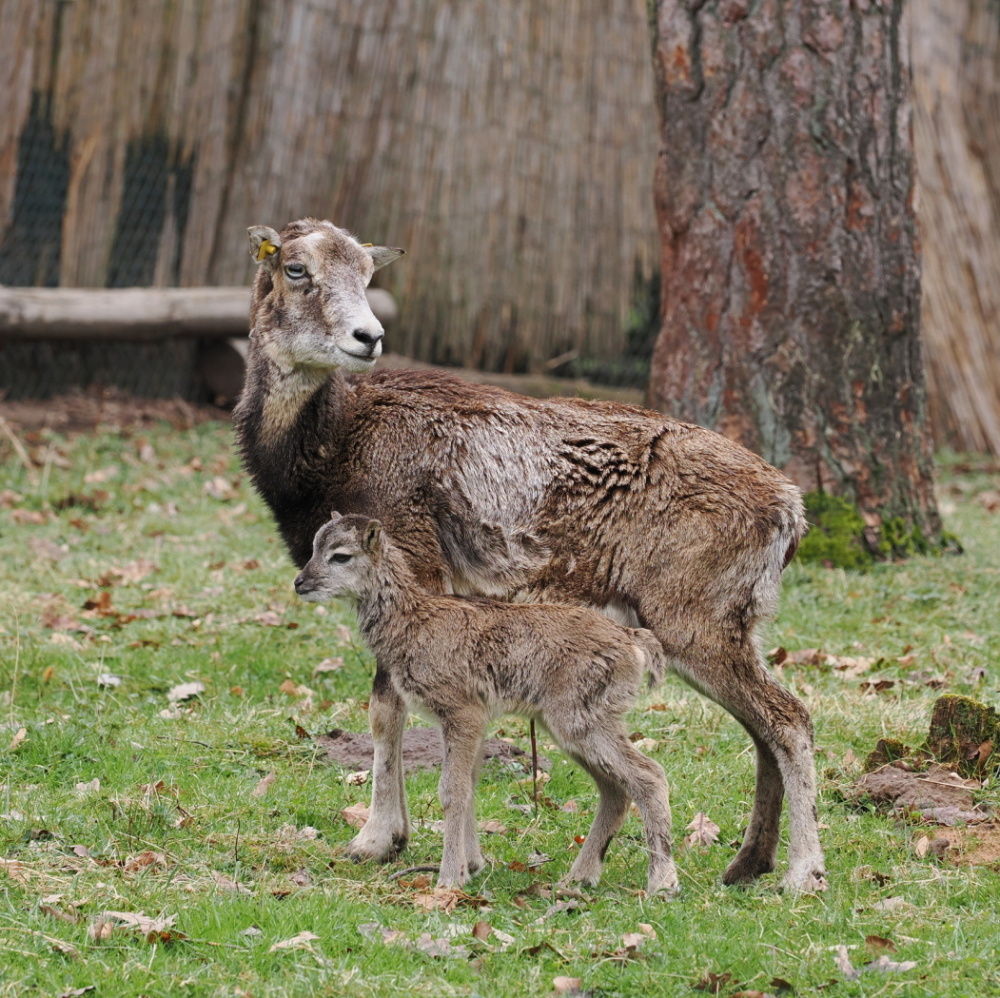 Mufflonlamm im Wildpark zur Welt gekommen Mufflonlamm im Wildpark zur Welt gekommen