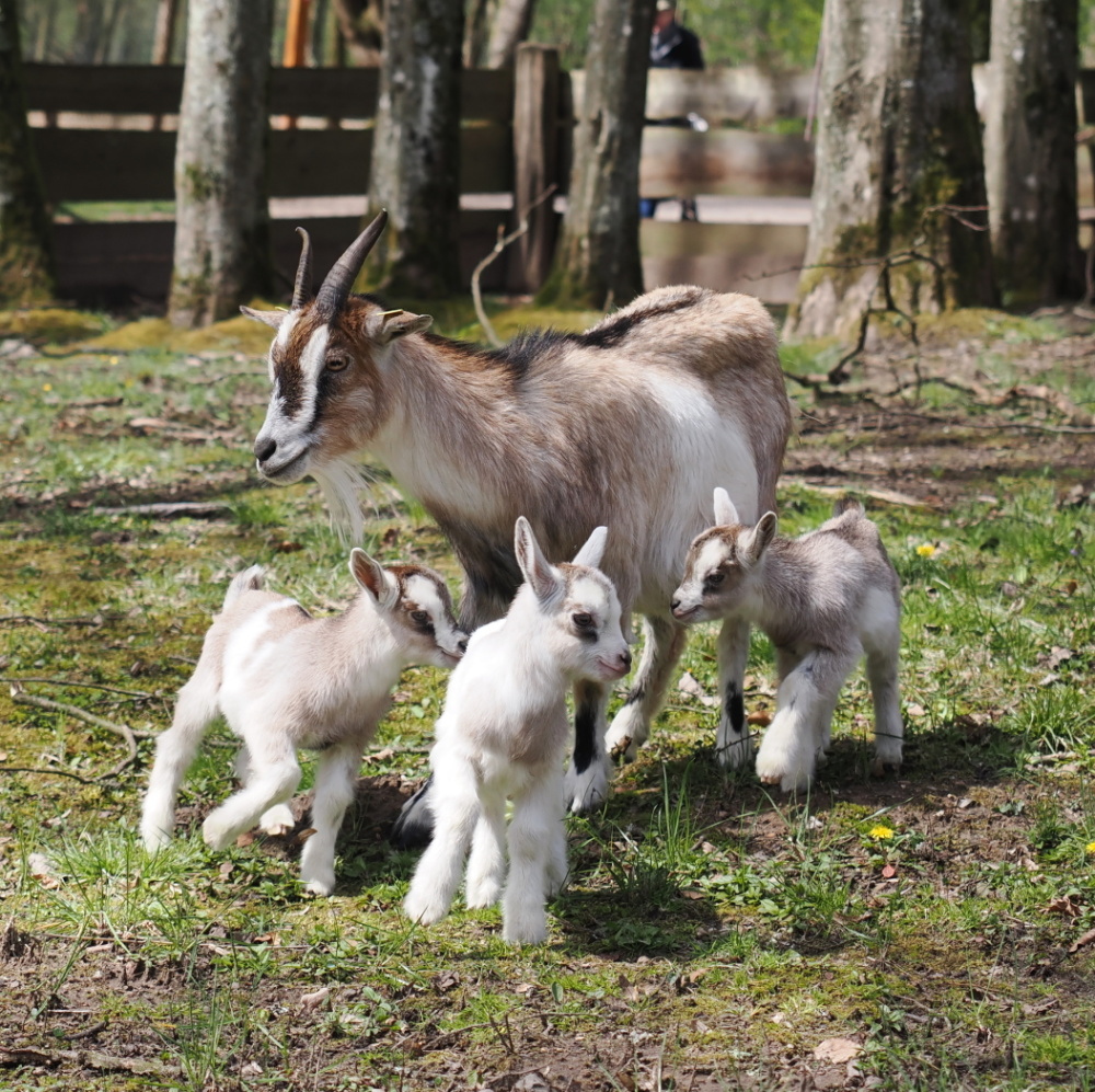 Ziege mit Drillingsnachwuchs Ziege mit Drillingsnachwuchs im Wildpark
