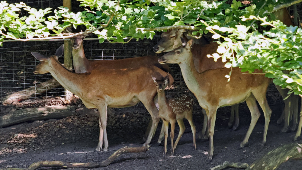 Rotwildkalb im Rudel ein Rotwildkalb im Rudel im Wildpark