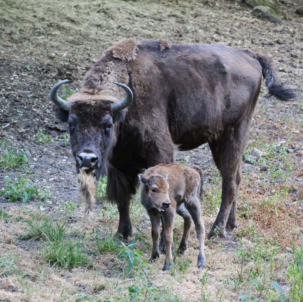 Neugeborenes Wisentkalb im Saarbrücker Wildpark Neugeborenes Wisentkalb im Saarbrücker Wildpark