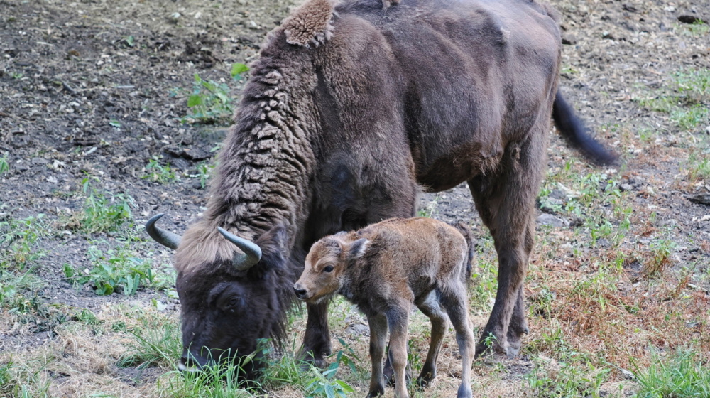 Neugeborenes Wisentkalb im Saarbrücker Wildpark Neugeborenes Wisentkalb im Saarbrücker Wildpark