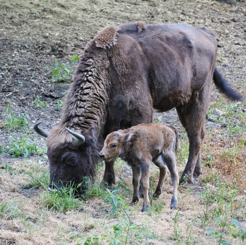 Neugeborenes Wisentkalb im Saarbrücker Wildpark Neugeborenes Wisentkalb im Saarbrücker Wildpark