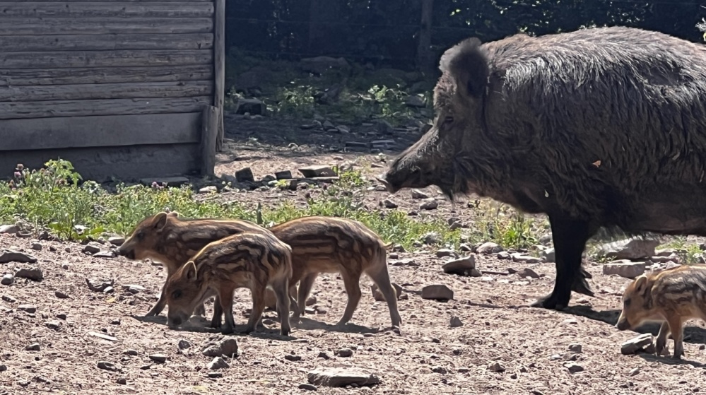 Wildschweine - Tierpatenfest im Wildpark am 17. Juni 2023 Wildschweine - Tierpatenfest im Wildpark am 17. Juni 2023
