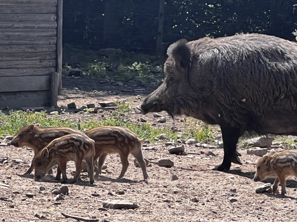 Wildschweine - Tierpatenfest im Wildpark am 17. Juni 2023 Wildschweine - Tierpatenfest im Wildpark am 17. Juni 2023