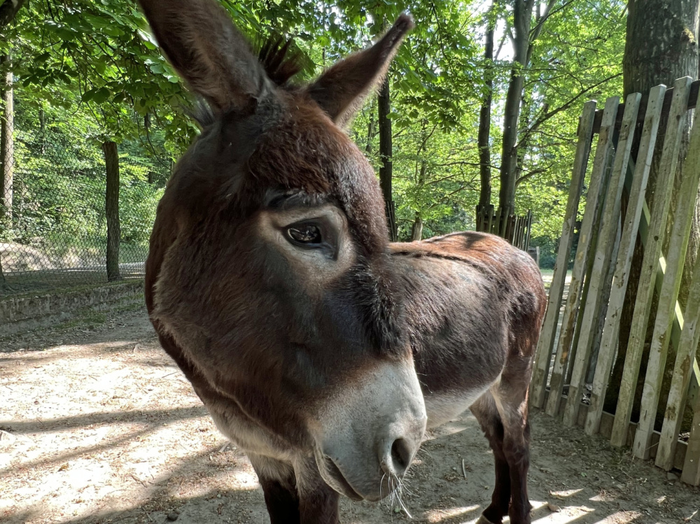 Tierpatenfest am 17. Juni im Wildpark: Esel Tierpatenfest am 17. Juni im Wildpark