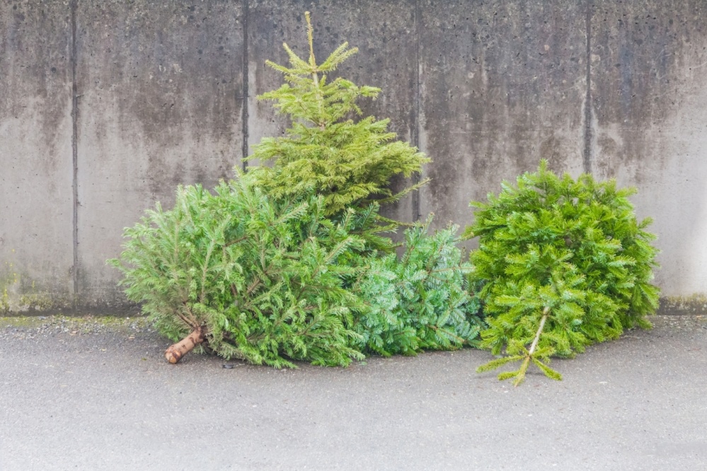 Weihnachtsbaum 