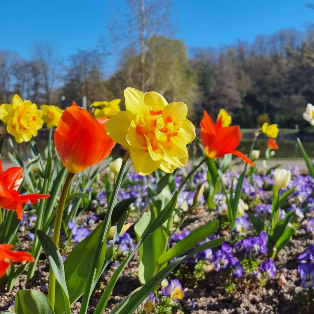 Im Deutsch-Französisch Garten blühen die ersten Tulpen und Kirschbäume