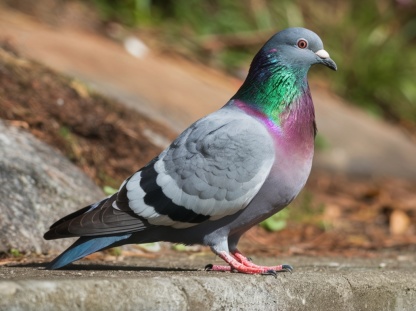 Taube steht auf Steinen